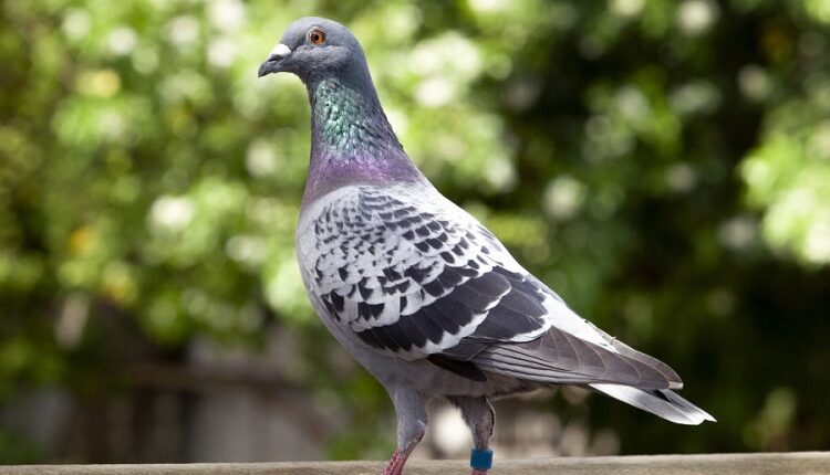 Pigeons Naturally