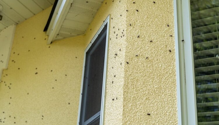 Pest Control
