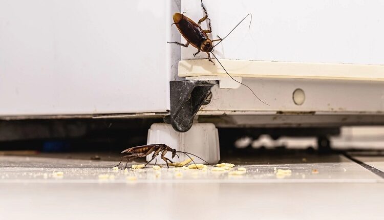 Cockroach Infestation