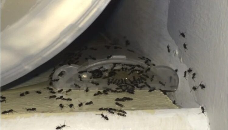 Ant Baits