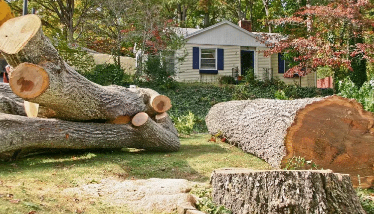 Tree Removal